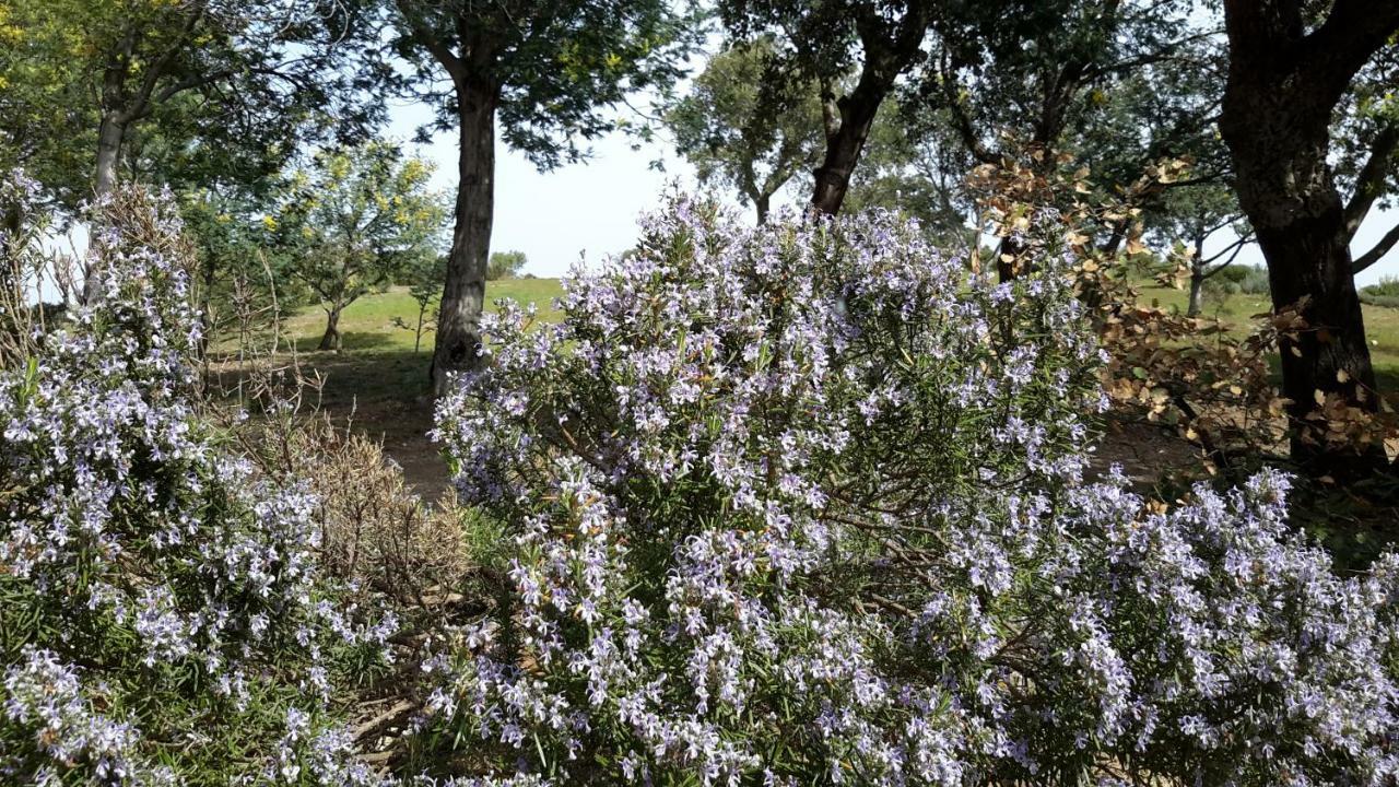 La Pantoufle Verte Montauriol  Luaran gambar